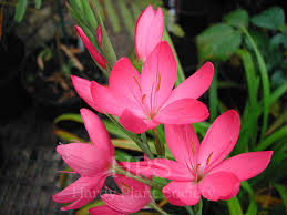 Image result for Hesperantha petitiana