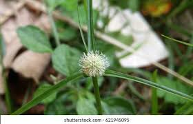 Image result for Kyllinga alba