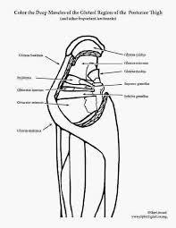 The semispinalis muscle is a type of transversospinalis muscle found in the human body. Anatomy Muscle Coloring Pages Coloring Pages Preschool Coloring Pages Human Body Systems