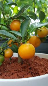 Mini Orangen Perfekt Fur Den Balkon Gartentipps Garten Pflanzen