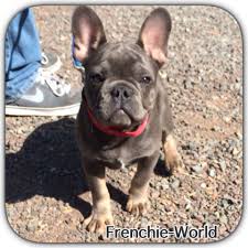 Blue and tan french bulldog. French Bulldog Frenchie Blue And Tan Rare Color Frog Dog Cuddle French Kiss Black And Tan King Charles Cavalier Spaniel Puppy French Bulldog Bulldog