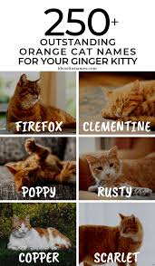 Orange tabby cats are, therefore, mostly male because they only need the chromosome for the orange coat color once in their dna. 250 Outstanding Orange Cat Names Perfect For Your Ginger Kitty