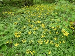 Image result for Rungia paxiana