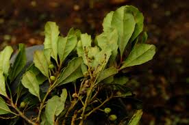 Image result for Myricaceae