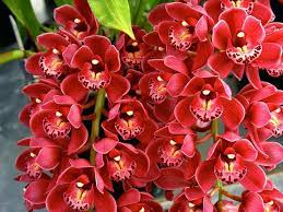Cymbidium Orchids - New Flowering Season Cymbidium Orchids Orchid Seeds Orchids