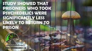 Pin On Magic Mushrooms Shrooms Direct
