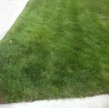 During the waiting period, most of the exposed weeds will have died. Edmonton Overseeding Service Weed Patrol Lawn Care