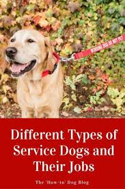 Different Types Of Service Dogs And Their Jobs The How To Dog Blog Service Dogs Dog Behavior Problems Dog Training