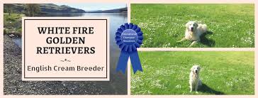 Following years working with horses, she switched to breeding puppies. White Fire Golden Retrievers Home Facebook