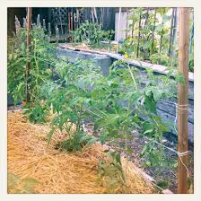 Large plant cages for tomatoes. Florida Weave A Better Way To Trellis Tomatoes Florida Gardening Tomato Trellis Tomato Garden