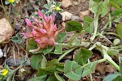 Image result for Trifolium spumosum
