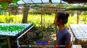 More images for jahe merah hidroponik » Kreatif Pemuda Di Buluspesantren Kembangkan Pertanian Hidroponik Kebumen24 Com