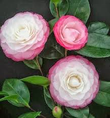 Camellia Japonica Desire Beautiful Pink Flowers Pink Flowers Small Pink Flowers