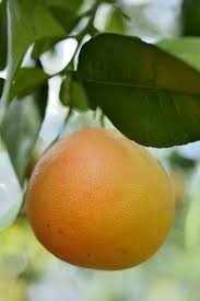 California department of food and agriculture. Grapefruit Trees Making Good Choices For The Home Garden
