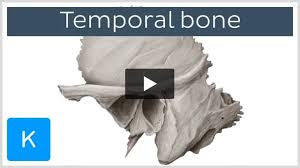 Image result for Temporal Bone