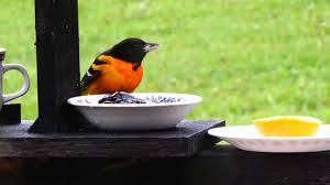 The species is generally considered monogamous, although evidence. Baltimore Orioles In May Snow If You Start Feeding Keep Feeding Youtube