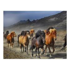 Black And Brown Horse Herd Of Black And Brown Horses Postcard Zazzle Com Horses Animals Wild Horses
