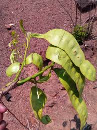 Image result for Entada chrysostachys