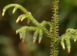 Image result for Lycopodiella cernua