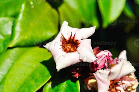 Image result for Strophanthus