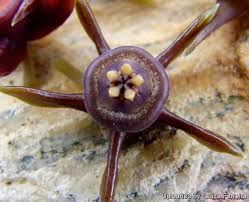 Image result for Emilia caespitosa