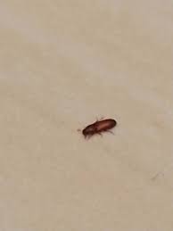 They prefer dark, moist places with mold, which they feed on, and they may be found in the bathroom or kitchen. Annoying Tiny Bugs Found In Our Bathroom Germany Album On Imgur