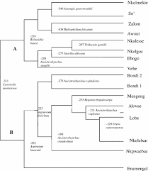 Image result for Ancistrorhynchus clandestinus