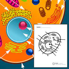 Print our free science worksheets from superstarworksheets! Animal Cell Free Printable To Label Color Kidcourses Com