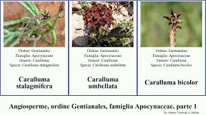 Image result for Callichilia orientalis