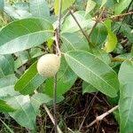 Image result for Landolphia owariensis