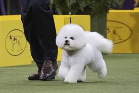 The 145th westminster kennel club dog show and 6th annual masters obedience championship. Westminster Dog Show 2018 Results Best Of Breed Winners And Day 2 Recap Bleacher Report Latest News Videos And Highlights