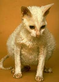 Ascites 03 Whole Cat Illustration Cats Vetlexicon Felis From Vetlexicon Definitive Veterinary Intelligence