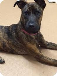 Outreach locations across the metro area also. Portland Or Plott Hound Meet Scarlett A Pet For Adoption