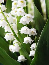 Pour offrir (ou s'offrir) un bouquet porte bonheur à la fête du. Images Bouquet De Muguet Gratuites Popular Century