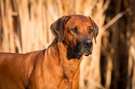Image result for rhodéský ridgeback