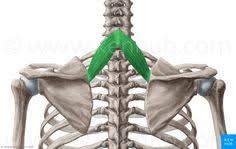 rhomboid minor muscle musculus rhomboideus minor human muscle anatomy muscle anatomy human body anatomy