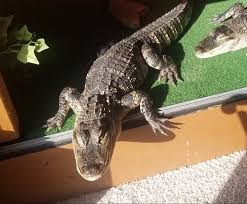 Profile for Alaska Crocodilian Rescue