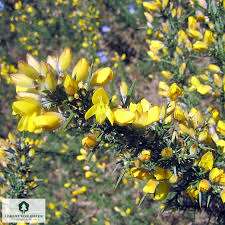 Image result for Ulex