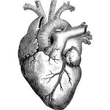 Download Anatomical Heart Vector Illustration Free Svg