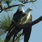Guided Birding Walk: Swallow-Tailed Kites event image