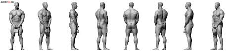 The muscles of the back that work together to support the spine, help keep the the back muscles can be three types. Male Body Reference Anatomy 360