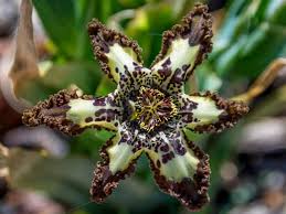 How big to these cacti get? Care Of Starfish Iris How To Grow Starfish Iris In The Garden