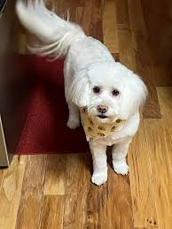 I absolutely love this group! Amazing to have such a positive group and I  love seeing all your grooms!! This is my little Lily, best part of owning a  Maltese is the