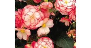 Tuberous Begonia Live Plant Pink And White Flowers 4 25 In Grande