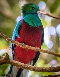 Costa Rica Birds Best Places Tips For Bird Watching Costa Rica Animals Costa Rica Wildlife Costa Rica With Kids