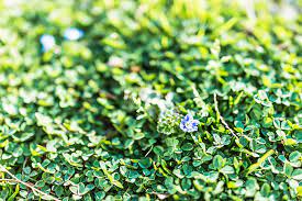 Simply cover the weeds and they. Common Lawn And Garden Weeds In Toronto Greenbloom