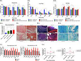 Implantation Of Hyaluronic Acid Hydrogel Prevents The Pain Phenotype In A Rat Model Of Intervertebral Disc Injury Science Advances