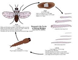 Tiny tree bugs that bite. Biting Midges Public Health And Medical Entomology Purdue Biology Entomology Insects Ticks Diseases Monitoring Control Hot Topics Agriculture Extension