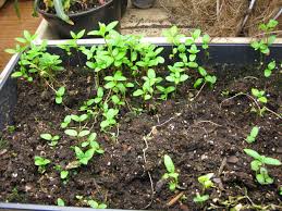 Transplanting Milkweed Tip Butterfly Gardening