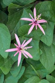 Image result for Passiflora sanguinolenta